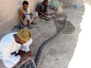بالصور.. ظهور ثعابين ضخمة بجزيرة صاي بالشمالية
