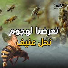 هجوم كاسح من نحل على هذه المنطقة 3 هجوم كاسح من نحل على هذه المنطقة
