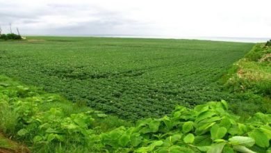 مطالبات عاجلة بتذليل صعوبات حصاد السمسم بالفشقة