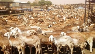 مصدرون: عراقيل امام أستئناف صادر المواشي للسعودية 14 صادر الماشية