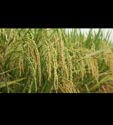 Screenshot ٢٠٢١ ٠٢ ١٧ ٠٩ ١٥ ٥٧ 1