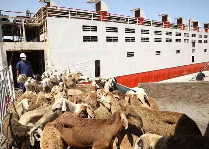 sheeps