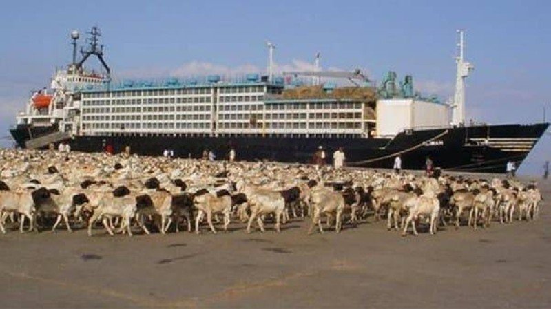 وزراء اتحاديون لبورتسودان للوقوف على إعادة باخرة مواشي من السعودية 11 1484950