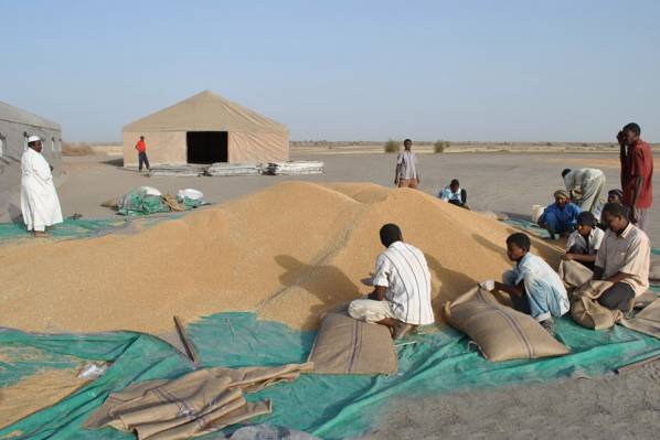 تراجع ملحوظ لاسعار القمح 14 230216