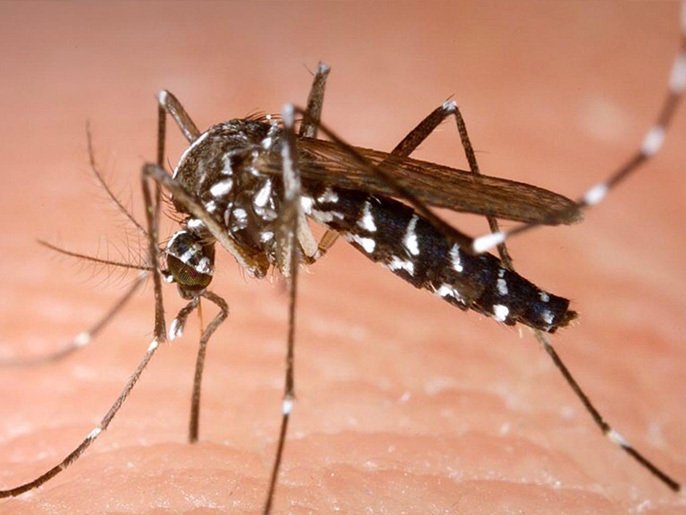 وزارة الصحة تعلن عن ظهور بعوض جديد وغير مرصود 15 4cfe4b03 ac29 4071 b51e fb04835fd642
