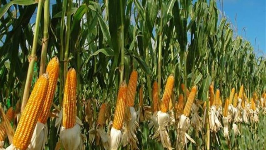 الحكومة تفتح صادر الذرة 17 56e40b40919df96d882a8cfbd03829f9