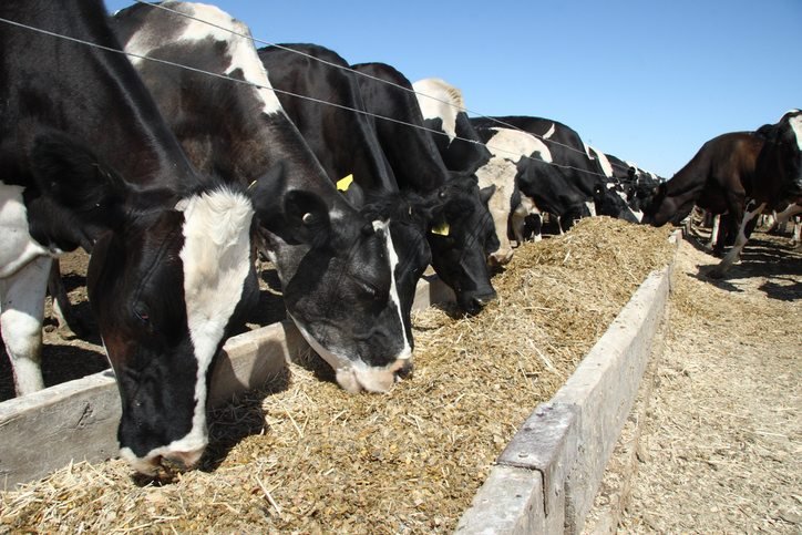 1566737085 981 94272 cattlefeedblogpost 1