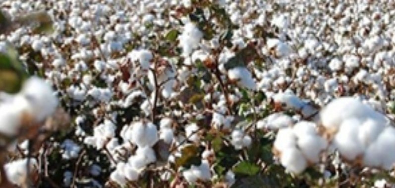 قفزة في صادر الاقطان لم تحدث منذ 50 عاما 16 Screenshot ٢٠٢١١٠٠٧ ١٦٣٦٢١