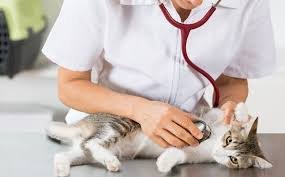 د.جهاد حجار تفجرها داوية وتطالب بتصحيح مفهوم من هو الطبيب البيطري 17 download 50