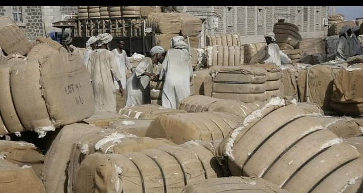 تدخل جهات في سوق القطن يهوي بأسعار القنطار 16 IMG ٢٠٢٢٠١٢٣ ٠٨٠١٥٩