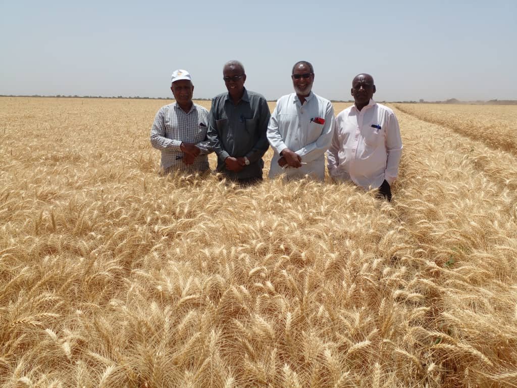 بدء حصاد تقاوي القمح الاسبوع القادم 16 IMG 20220325 WA0061