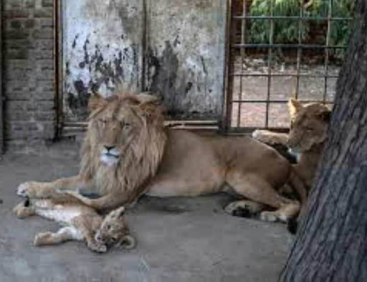 تفاصيل مثيرة في حادث مصرع طفلة سودانية تحت انياب اسد 14 IMG 20220506 WA0000 1