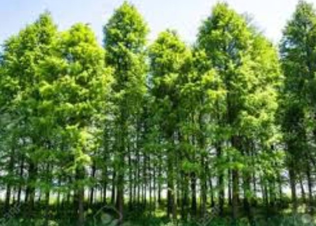 ضبط عصابة تعمل على قطع أشجار بقلب الخرطوم 14 Screenshot 20220521 180907 Gallery