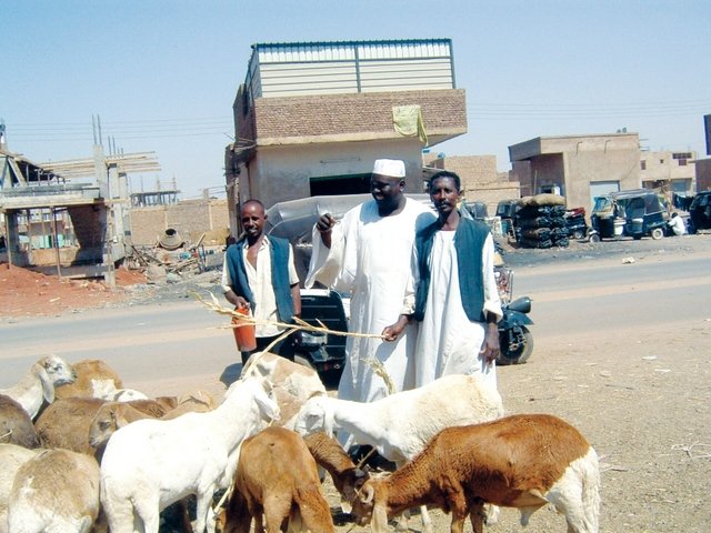 بنك العمال: خراف الاضاحي (85) ألف جنيه نقدا و (95) ألف جنيه بالاقساط 15 IMG 20220628 WA0017