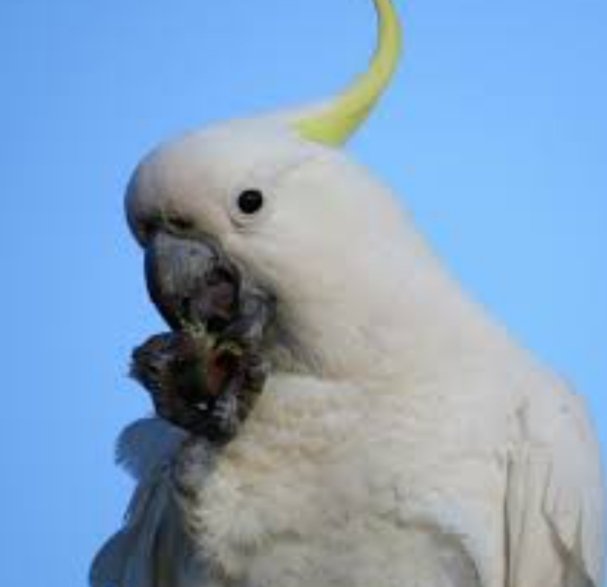 فنانة تنوي شراء «ببغاء» بأكثر من ثلاثة ألف دولار 18 Screenshot 20220613 143456 Gallery