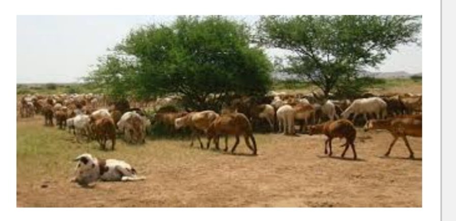 شعبة مصدرو اللحوم تشدد على وضع سياسة تشجيعية لصادر الثروة الحيوانية 16 Screenshot ٢٠٢٢٠٦٠٤ ١٦٤٢٤٩