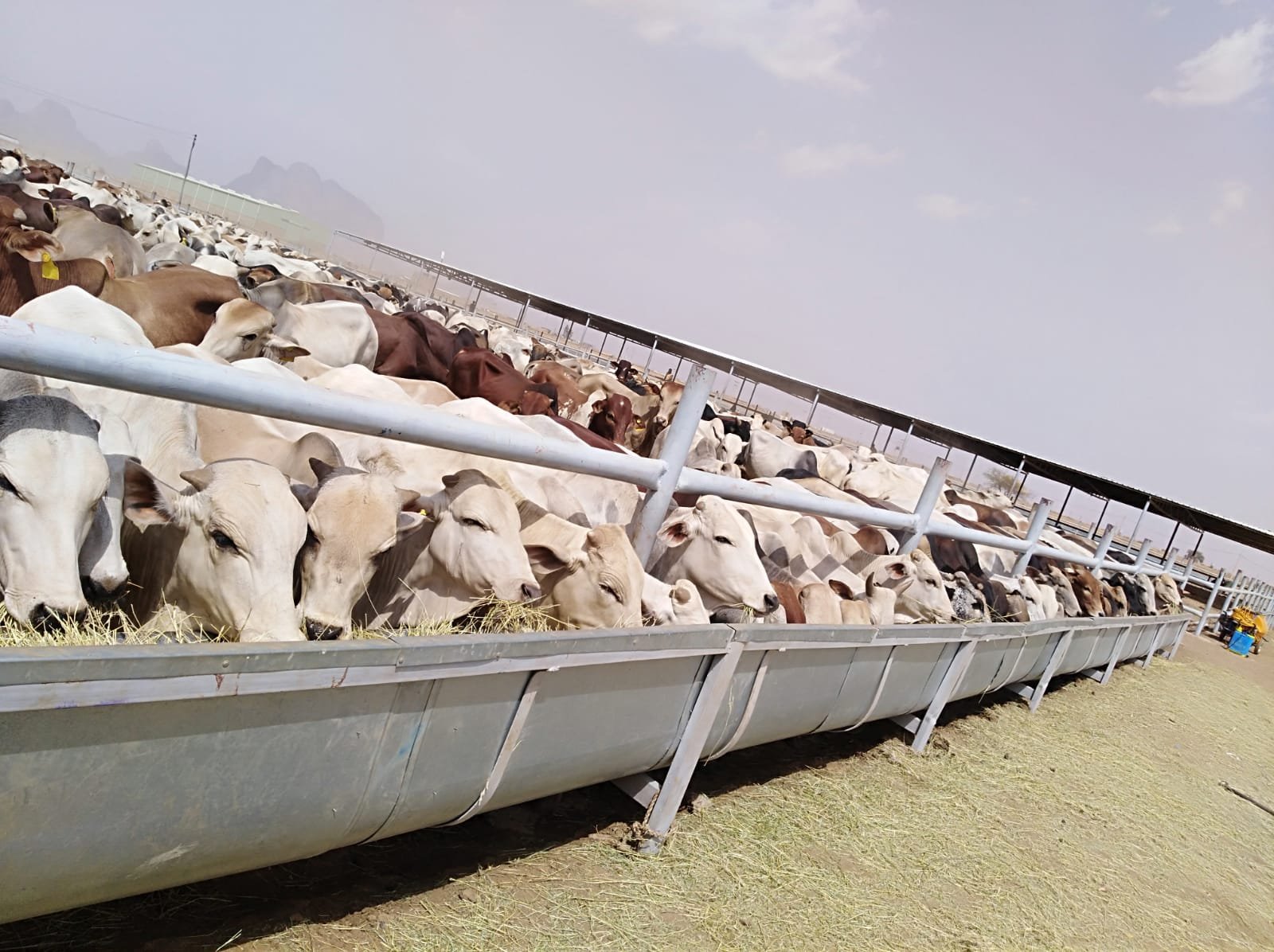 تصدير شحنة ماشية جديدة للاردن 11 IMG 20220701 WA0008