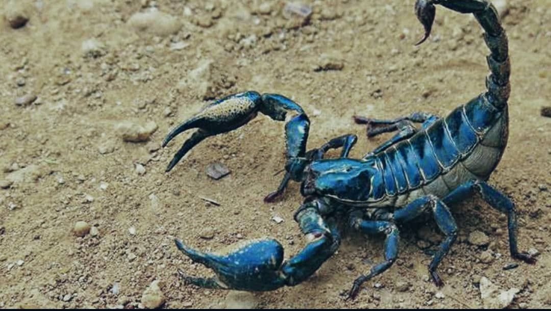 رئيس تحالف الشمال: موت المئات من أبناء الشمال بلدغات العقارب 19 IMG 20220827 161002 041