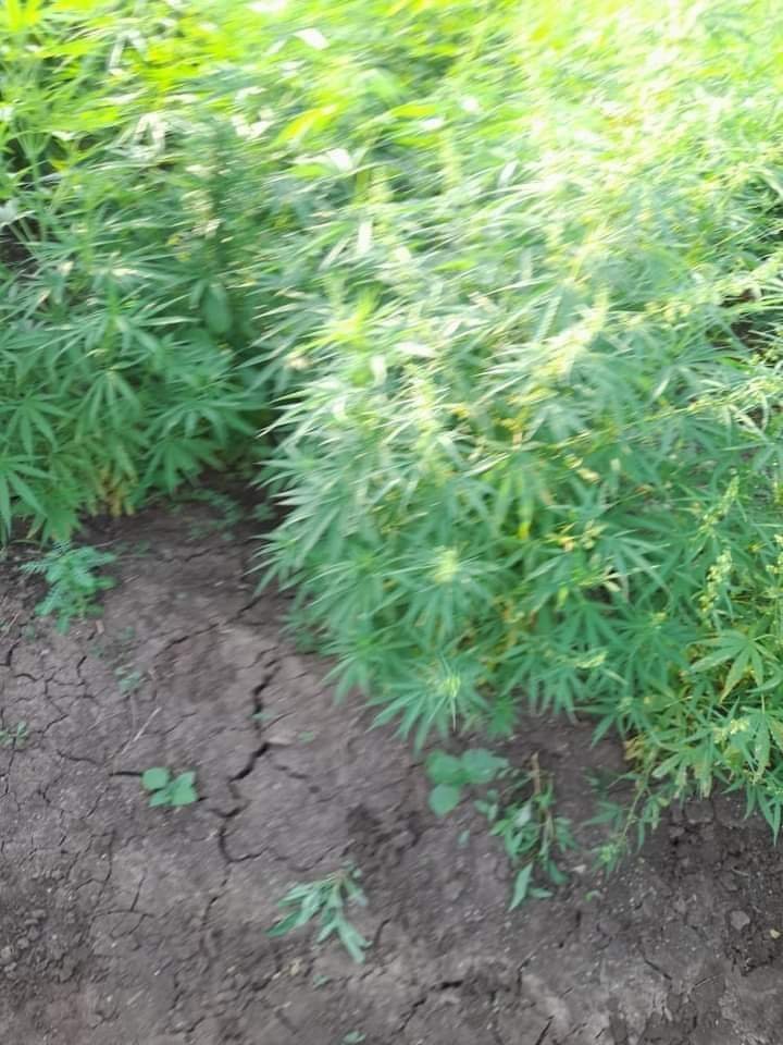 يا خبر.....ضبط متهم يمتلك مزرعة للمخدرات بولاية كسلا 16 IMG 20220913 WA0020 1