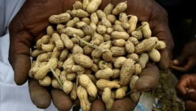 IMG 20221113 121306 155