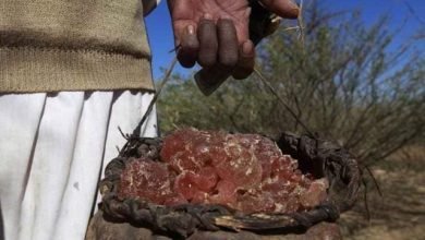 الكشف عن مرور سلعة الصمغ العربي ب11 سمسار 16 FB IMG 1672252094316