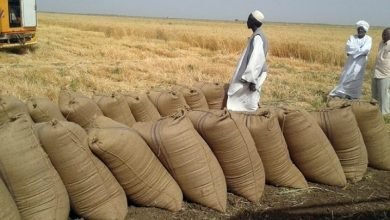 مزارعو القضارف يطالبون السلطات المختصة بتأمين عمليات الحصاد 16 Screenshot ٢٠٢٢١٢٠٤ ١٠٠٧٣٢ Chrome