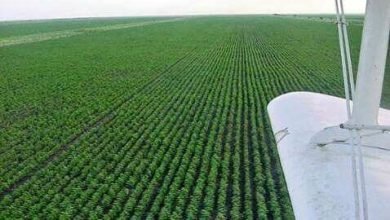 والي الجزيرة يعلن عودة مشروع زراعي ذو أهمية كبيرة