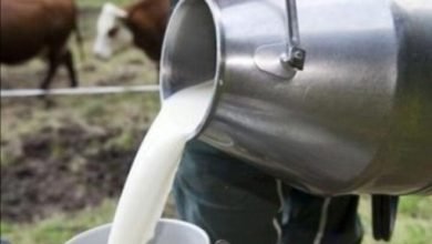 قطاع الألبان