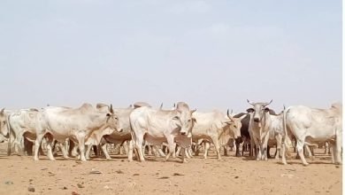 مرض غامض يتسبب في نفوق مئات الأبقار بالنيل الأبيض 16 530906 IthupRA41ef9bzWUQTFcB18cJmSlgxdR