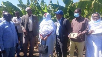 كنانة تحقق انتاجية عالية من السكر 14 IMG 20230205 WA0016