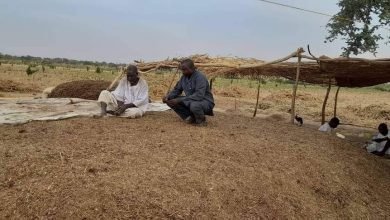 محصول وفير للتمباك 17 IMG 20230313 WA0002