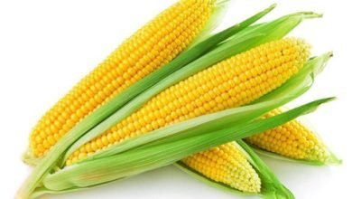 sweet corn 600g 277705 480x480