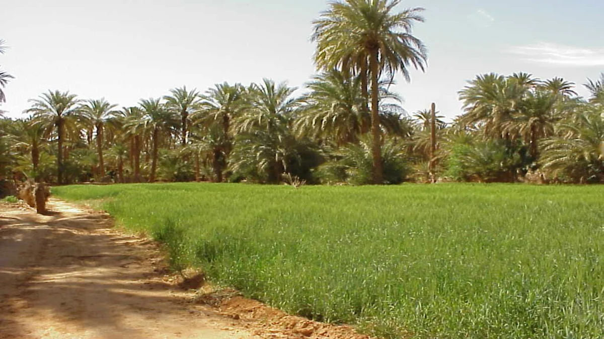 السلطات والشمالية تضبط مواد إغاثة مخصصة لدارفور