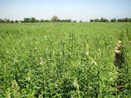 مذكرة تفاهم بين مشروع درء آثار الجفاف والشركة السودانية المعدنية لسد الفجوة الغذائية 14 downloadjpeg 50