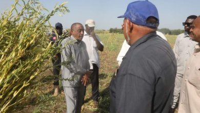 تدشين الحصاد الآلى لمحصول السمسم بالقضارف 17 IMG 20231015 WA0025