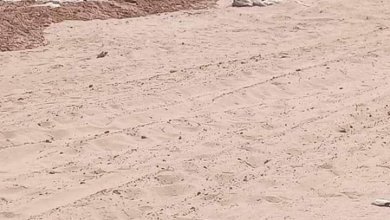 IMG 20240204 WA00761