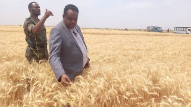 محافظ مشروع الجزيرة يبشر مزارعي القمح 14 IMG 20240324 WA0490