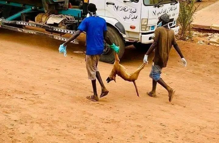 السلطات تبيد (120)كلب ضال بالخرطوم 11 1718265261566