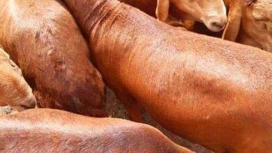 FB IMG 1657257562028