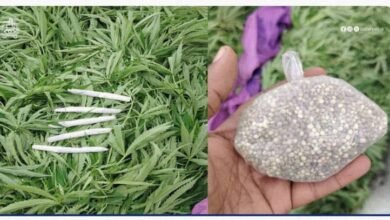 ٢١ ٠٥ ٠٣ IMG 20240819 WA0008