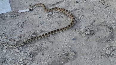 اصطياد ثعبان قاتل بالميناء الجنوبي 17 IMG 20240913 WA0076