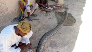 بالصور.. ظهور ثعابين ضخمة بجزيرة صاي بالشمالية 15 بالصور.. ظهور ثعابين ضخمة بجزيرة صاي بالشمالية