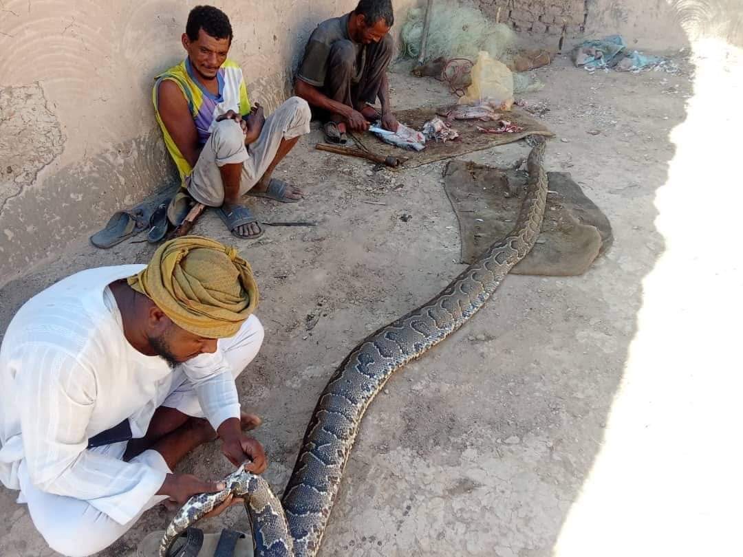 بالصور.. ظهور ثعابين ضخمة بجزيرة صاي بالشمالية