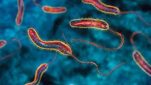 ولاية البحر الأحمر تستعد لحملة التطعيم لوباء الكوليرا