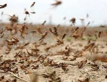 الأمن الغذائي يواجه خطرا كبيرا بولايتي نهر النيل والشمالية 12 الأمن الغذائي يواجه خطرا كبيرا بولايتي نهر النيل والشمالية