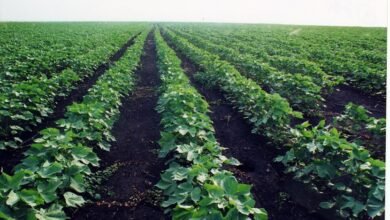 20170618 1497791891 510 large