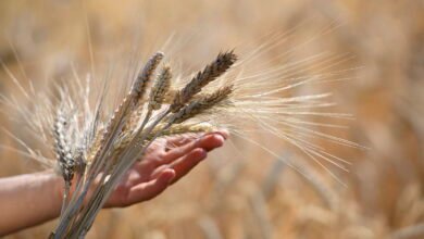 ٢٢ ٢٠ ٣٣ uf1u31 fao 25063 0108