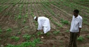 محافظ مشروع الجزيرة يكشف عن خسائر مليارية 12 محافظ مشروع الجزيرة يكشف عن خسائر مليارية