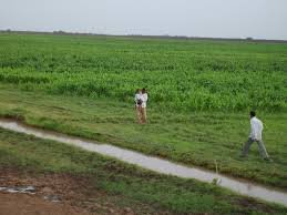 تعهدات سيادية بعودة مشروع الجزيرة لسيرته الأولى