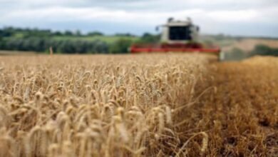 ماذا يحدث في أسعار المحاصيل 17 2d973a8a79e89542fc3bde646dfe346e XL